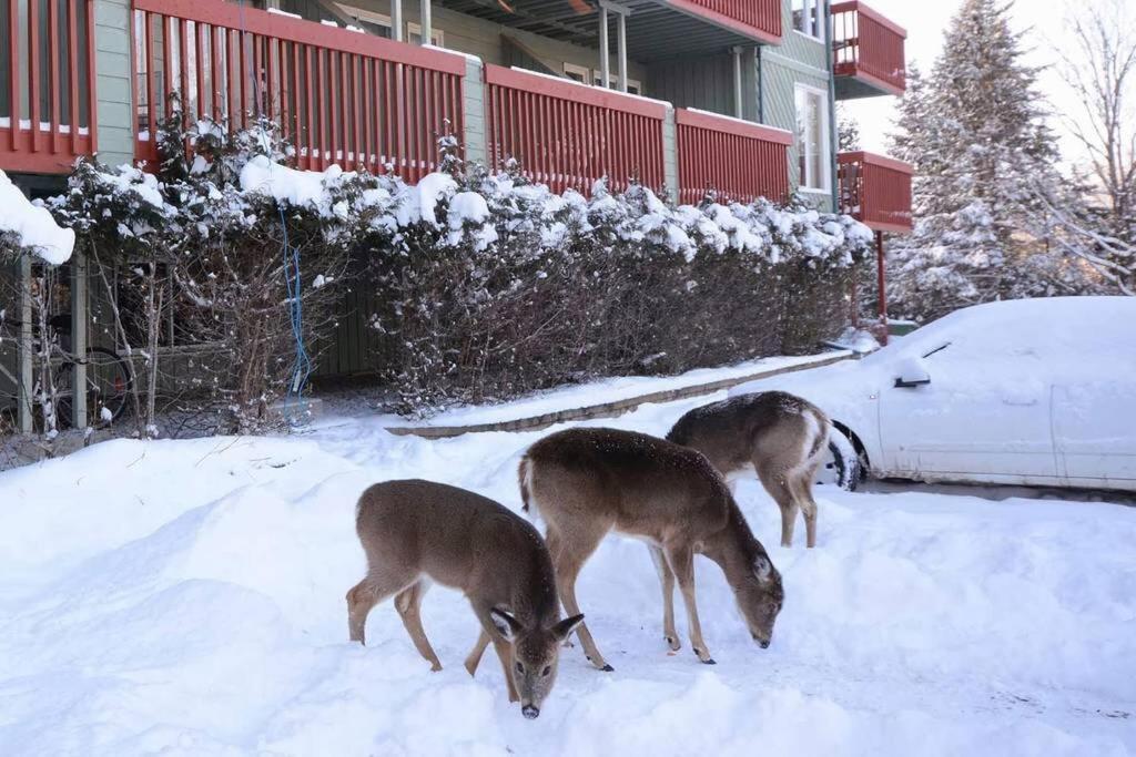 Condo Entier, Fully Equiped Pool And Spa Only In Summer Mont-Tremblant Eksteriør billede